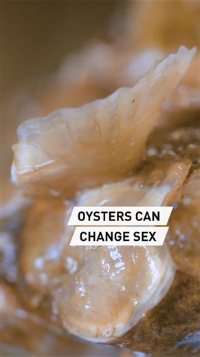 CGTN Europe on Instagram: "🦪 Did you know oysters can change sex?⁣ ⁣ Native European oysters are hermaphrodites, meaning they can change sex throughout their lives. They often begin life as male and become female as they age.⁣ ⁣ During the breeding season, oysters can even switch back and forth between sexes. It’s a remarkable adaptation that helps them survive, but also makes them a challenging species for conservationists to breed and restore.⁣ ⁣ Understanding how oysters reproduce is key to 