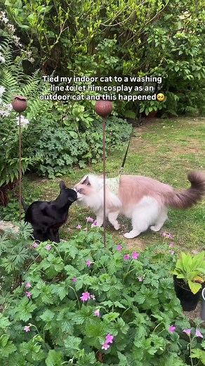 Ragdoll Cat Washing Line Play: Cute Outdoor Fun