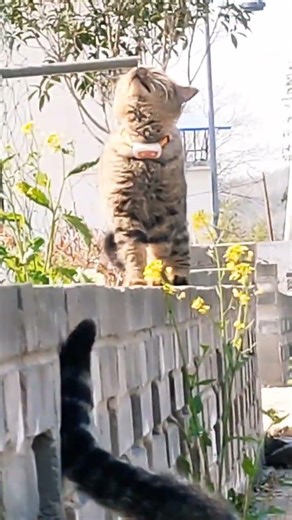 Big Brother Urges: 'Come On! Why Rush?' Tabby Cat Chinese Native Cat Cat's Daily