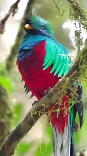 Exploring the Resplendent Quetzal in Costa Rica
