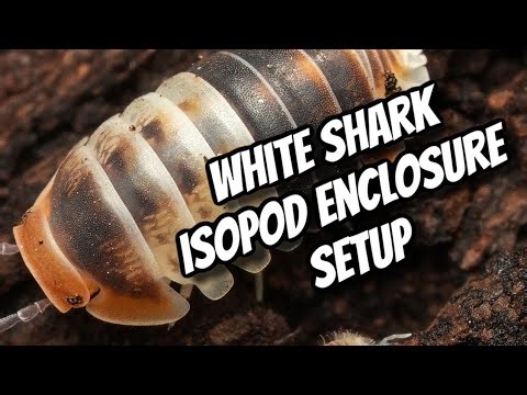 White Shark Isopod Enclosure Setup