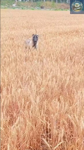 Kangal: The Wolf-Fighting Beast You’ve Never Seen in Action!”