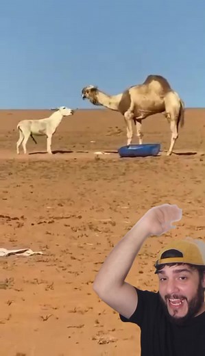 Burro vs Dromedário #camello | dromedario vs camellos