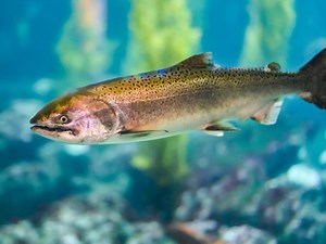 'Do Not Eat' Warning: MDH Flags These MN Lakes For Toxic Fish