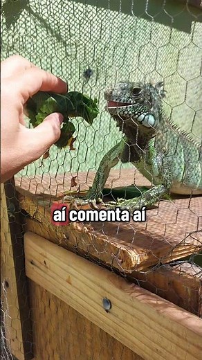 How to feed your iguana the right way. #iguana