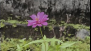 We Open Text Animated Pink Flower Stock Footage Video (100% Royalty-free) 3494167065 | Shutterstock