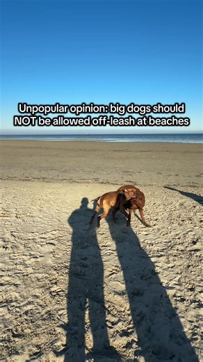 #dogattack #safetyfirst #hounddog