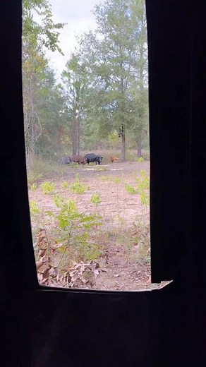 SEGUE A SEVA DOS JAVA 🐗🐗🐗#javali #javaliselvagem #java #cachorroamericano #dogo #atirador #atiradora #clubedetiro #baja #javaporco #zagaia #cacador