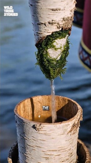 Sami Survival: Birch Bark Water Filter Explained #shorts #samitribe #tribal #survivalskills