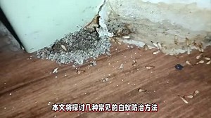 家庭白蚁防治的实用指南
