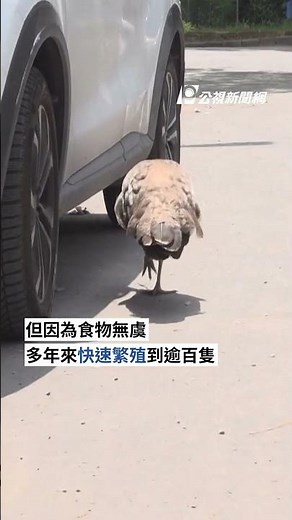 上百隻孔雀定居義大利小鎮 餵食問題引發居民兩極討論｜#公視新聞網 #Shorts