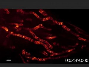Dynamics of the mitochondrial inner membrane revealed by STED Microscopy
