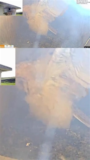 😮 Nonstop Wing Flapping! | Caught in Action