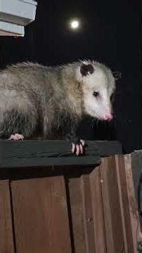 Opossum intruder