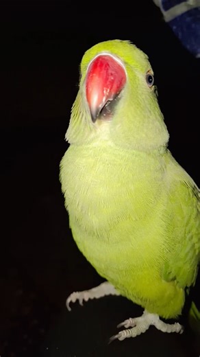 Real Parrot Sound 🦜🔊#ParrotSound #BirdSound #ParrotVoice #NatureSound #PetParrot #Shorts