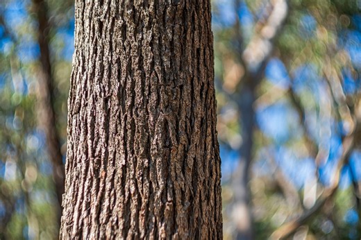 Lorain County’s tree-friendly towns just got national recognition — all 6 of them