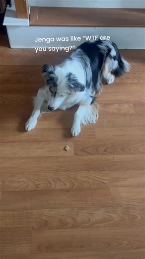2.1K views | Jenga has great self control but my son needs to be more clear on his commands lol  #aussielife #smart dog #australianshepherd #gooddog #granddog | Lisa Kemp-Gonzales | Facebook