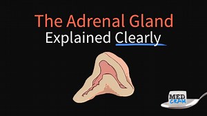Adrenal Gland Made Easy Videos - Anatomy, Function, Cortex