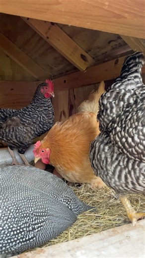 81K views · 2.7K reactions | Guinea fowl and hens in the nesting box 諸 egg laying time ♥️ | My lovely Animals | Facebook