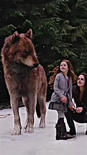 Twilight Bella Swan Best Edit❤️‍🩹 #wildlife #animals #funny #shortfeed