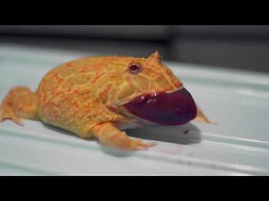 Pacman Frog, Feeding Time!!