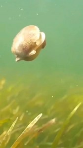 217K views · 6.8K reactions | Check out this scallop swimming | I Love The Ocean | Facebook