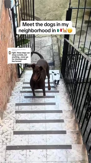 Huarache on Instagram: "yall im sorry to all Huaraches pug/frenchies primos bc hes a wee bit prejudice 😅😂 #explore #mexico #huarache #madredehuarache #dogsofinstagram"