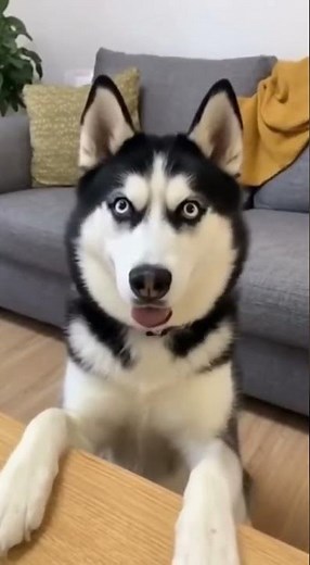 Teaching My Dog to Make Funny Faces 😂🐶 #cuteanimals #funny #kindnessiscool