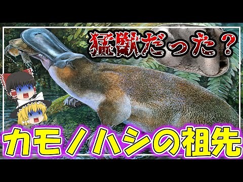 【カモノハシの進化】毒をもつ？卵を産む？～摩訶不思議な哺乳類～