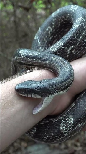 CHOMPED By A Big Rat Snake!
