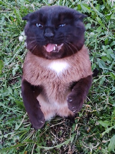 ❤️ Cat Breathing,First Form: Claw Release❤️🐾#creatorsearchinsights #demonslayer #blackcats #lovecat #cutepet