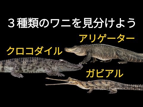 Identify the three types of crocodiles [Explanation]