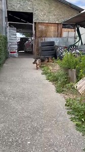 Blind Dog Rescue UK on Reels