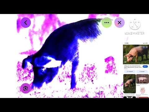 Baby Einstein pig PNG Preview 2 EFFECTS in g major 6