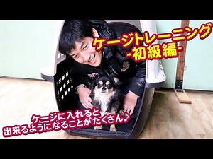 小型犬のハウスケージトレーニング！チワワで実践！