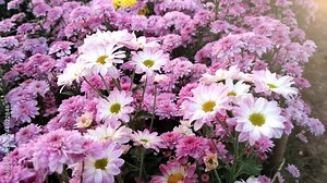 Pink Chrysanthemum flower, Chrysanthemum in field and sunset, Chrysanthemum in garden,4K video 3840x2160px 60fps QuickTime format, record by smartphone. Stock Video