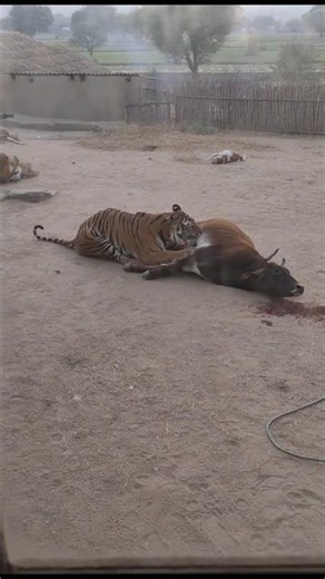 Tiger attacks cow in village.