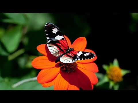 2 Hours Butterfly Sounds Effects
