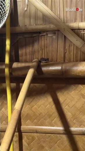 Animal Reaction: Frog Refuses to Leave Despite Efforts || WooGlobe