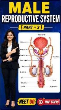 Male Reproductive system (part-2) | class 12th Biology for NEET-UG exam | #neet #science #mbbs
