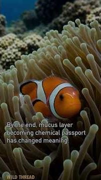 How Clownfish Learns an Anemone's Sting