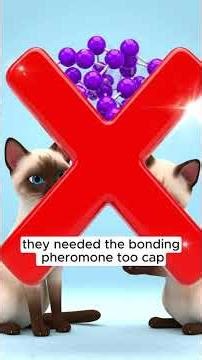 My Cats Wouldn’t Stop Fighting… This Finally Worked