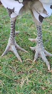 2.9M views · 10K reactions | Rhett says "Go ahead..........make my day."藍 . . . #rooster #chicken #chickens #funnyfarm #backyardchickens #chickenkeeper #poultry #cowboys #farmlife #hobbyfarm | Happy Days Farm | Facebook