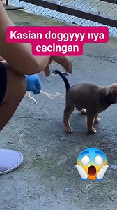 Kasian anjing nya cacingan #anjing #cacing #dog #puppy #worm #animals #fyp #fbpro #vod #VOD | Aidiel Rachman
