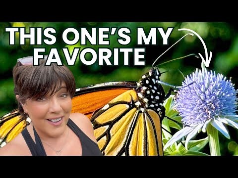 I Have So Much to Show You From My Butterfly Garden Today