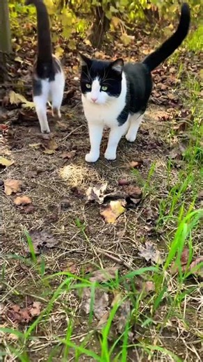 Cats #cat #yosoydelos7mil #miradacanina #shortvideo #catcat #cuteanimal