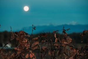 Potatura della vite, quanto conta la scelta del periodo lunare?