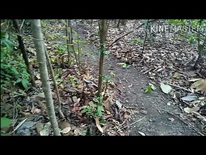 CAÇADA NA VARRIDA VÉI TATÚ 👏👏👏