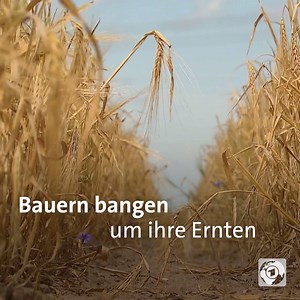 89K views · 376 reactions | Wegen der Hitze im Frühjahr stehen viele Bauern vor erheblichen finanziellen Problemen. | tagesschau | Facebook