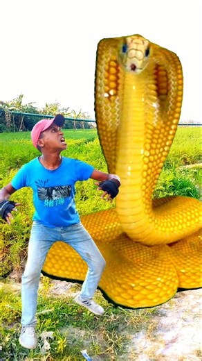 Anaconda snake in real life P207#shorts #short #snake #nagin #python #anaconda #snakes #bigsnake